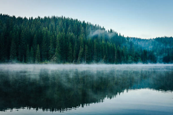 Woodland Mist