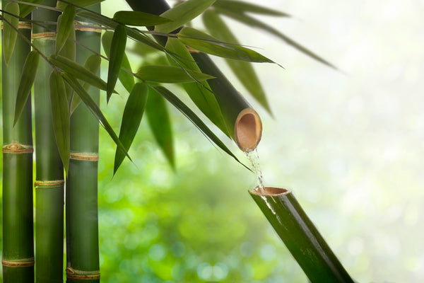 Green Bamboo