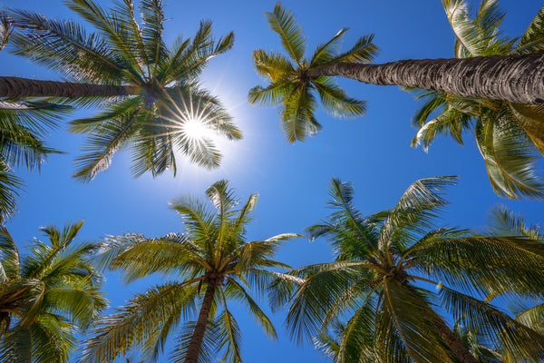 Royal Palm