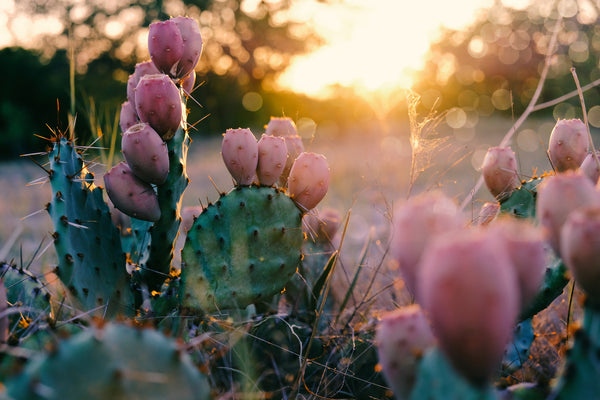 Baja Cactus