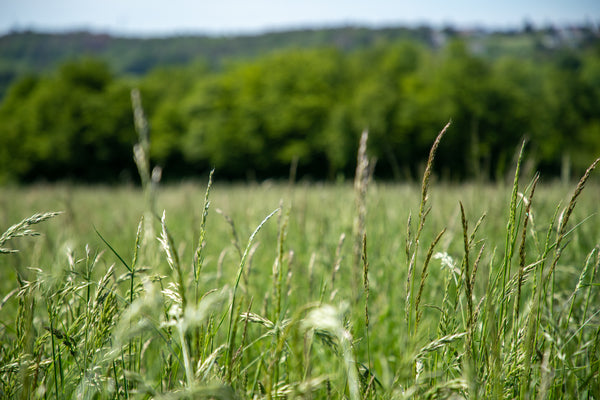 Sweetgrass