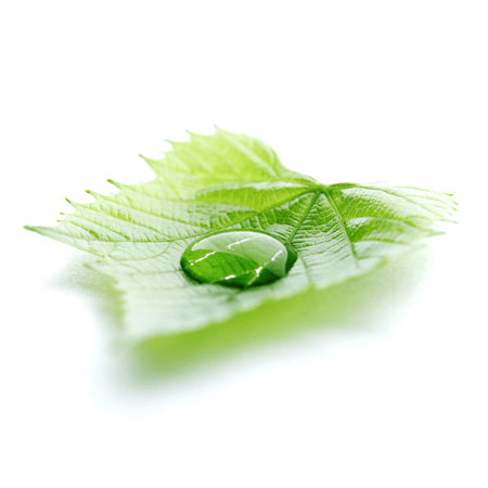 Spring Rain