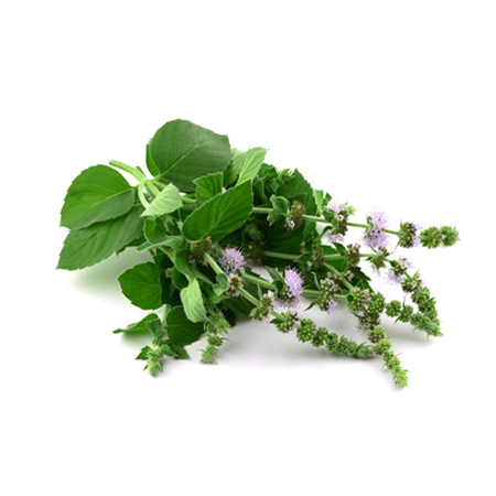 Asian Mint