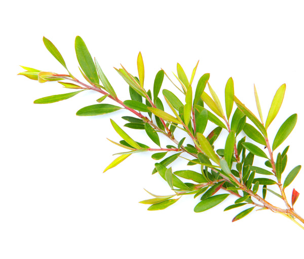Tea Tree
