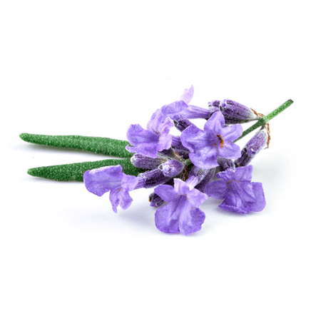 Lavender Leaves