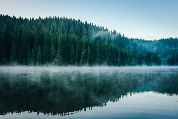 Woodland Mist