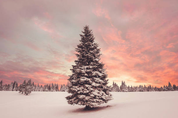 Winter Pine