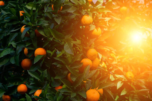 Mandarin Twilight