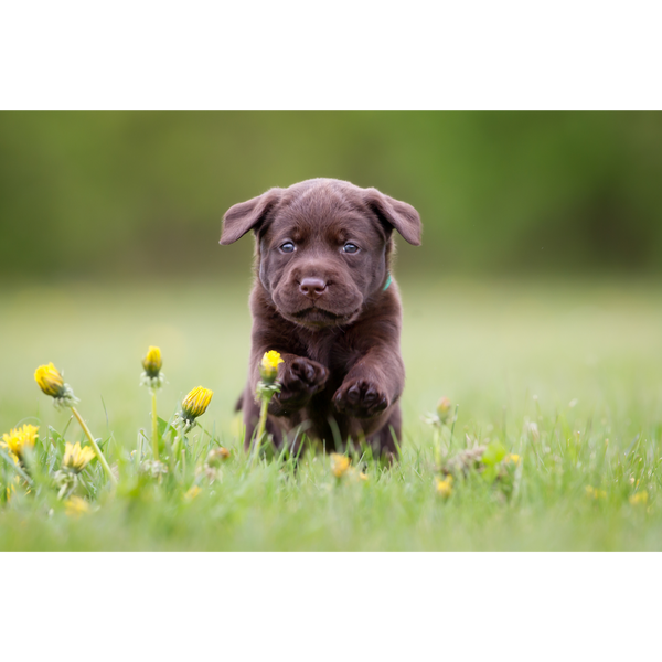 Puppy Petals