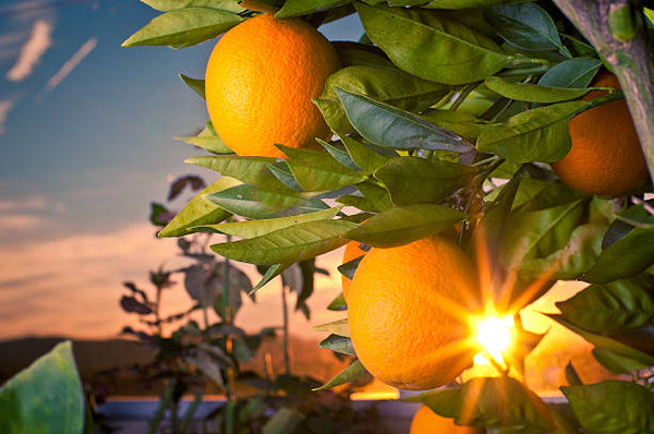 Mandarin Twilight