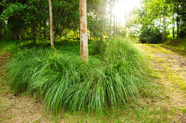 Tamboti Wood