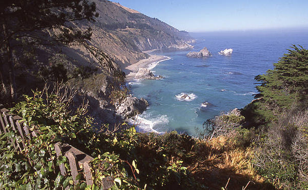 Big Sur Vines