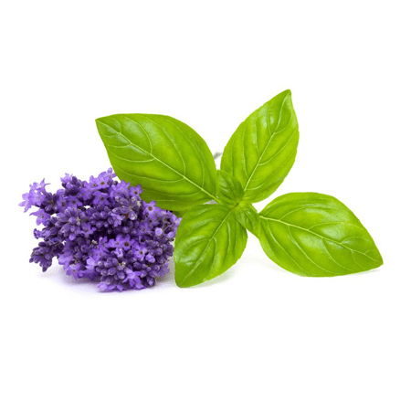 Lavender Basil Flowers